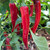 Red Cayenne Pepper | Tyler Farms