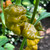 Jay's Gold Ghost Scorpion Pepper Jay's Gold Ghost Scorpion Pepper