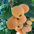 Big Jim Loquat Tree | Tyler Farms Big Jim Loquat Tree | Tyler Farms