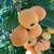 Big Jim Loquat Tree | Tyler Farms Big Jim Loquat Tree | Tyler Farms