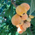 Big Jim Loquat Tree | Tyler Farms Big Jim Loquat Tree | Tyler Farms