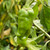Golden Greek Pepperoncini Pepper | Tyler Farms