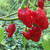 Ecuadorian Devil's Breath Pepper | Tyler Farms Ecuadorian Devil's Breath Pepper | Tyler Farms