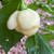 White Trinidad Moruga Scorpion Pepper Seeds