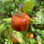 Sunset Peach Scotch Bonnet Pepper | Tyler Farms