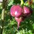 Purple Death Pepper Seeds 