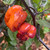 Pockmark Orange Pepper | Tyler Farms