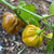Gold Scotch Bonnet Pepper | Tyler Farms  Gold Scotch Bonnet Pepper | Tyler Farms