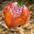 Pockmark Orange Pepper | Tyler Farms