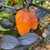 Pockmark Orange Pepper Live Plant