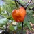 Pockmark Orange Pepper | Tyler Farms