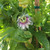 Passion Fruit | Tyler Farms Passion Fruit | Tyler Farms