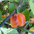 Sunset Peach Scotch Bonnet Pepper | Tyler Farms