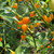 Yellow Biquinho Pepper | Tyler Farms