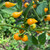 Yellow Biquinho Pepper | Tyler Farms