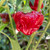 Red Jamaican Mushroom Scotch Bonnet Pepper | Tyler Farms