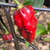 Pimenta Leopard Pepper | Tyler Farms