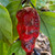 Pimenta Leopard Pepper | Tyler Farms
