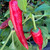 Hungarian Paprika Pepper | Tyler Farms Hungarian Paprika Pepper | Tyler Farms