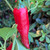 Hungarian Paprika Pepper | Tyler Farms Hungarian Paprika Pepper | Tyler Farms