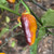 Puma Pepper | Tyler Farms