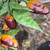 Puma Pepper | Tyler Farms