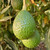 400 Lamb Hass Avocado Seeds | Wholesale Special 400 Lamb Hass Avocado Seeds | Wholesale Special