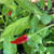 KS Starrscream Red Pepper | Tyler Farms KS Starrscream Red Pepper | Tyler Farms