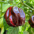 Candy Cane Chocolate Cherry Pepper | Tyler Farms