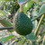 Hass Avocado | Tyler Farms Hass Avocado | Tyler Farms