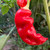 Sugar Rush Red Pepper | Tyler Farms