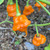 Orange Ripple Pepper | Tyler Farms