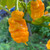 Yellow T-Rex Pepper | Tyler Farms
