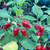 Red Biquinho Pepper | Tyler Farms
