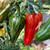 Mattapeno Pepper | Tyler Farms