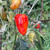 Mattapeno Pepper | Tyler Farms