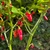 Tabanero Pepper | Tyler Farms