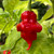 Red Ripple Pepper  | Tyler Farms