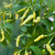 White Aribibi Gusano Caterpillar Pepper | Tyler Farms White Aribibi Gusano Caterpillar Pepper | Tyler Farms