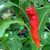 Red Aribibi Gusano Caterpillar Pepper | Tyler Farms
