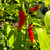 Red Aribibi Gusano Caterpillar Pepper | Tyler Farms
