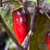 Black Widow Pepper | Tyler Farms