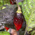 Black Widow Pepper | Tyler Farms