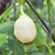 Sugar Rush Cream Pepper | Tyler Farms