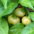 Pineapple Habanero Pepper | Tyler Farms