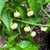 Pineapple Habanero Pepper | Tyler Farms