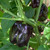 Purple Beauty Bell Pepper | Tyler Farms