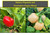 Malawi Piquante and Peachadew Pepper | Tyler Farms Malawi Piquante and Peachadew Pepper | Tyler Farms
