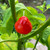 Malawi Piquante Pepper | Tyler Farms