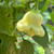 White Aji Fantasy Pepper | Tyler Farms White Aji Fantasy Pepper | Tyler Farms